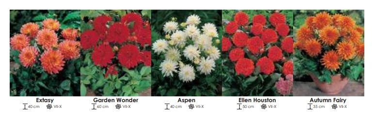 Dalie niskie zestaw 252 cebulki - 5x10 sztuk Wiśniewski