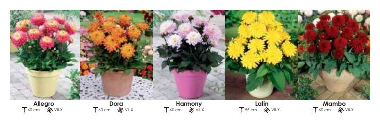 Dalie melody zestaw 253 cebulki - 5x10 sztuk Wiśniewski