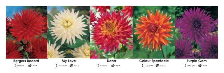 Dalie kaktusowe zestaw 260 cebulki - 5x10 sztuk Wiśniewski