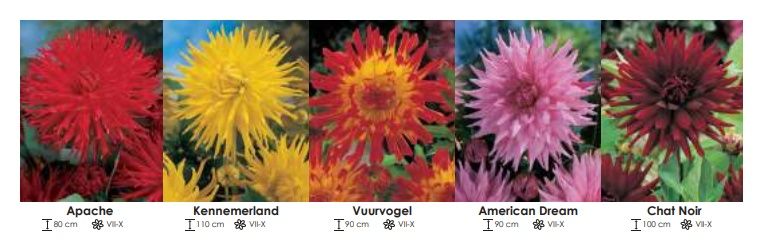 Dalie kaktusowe zestaw 261 cebulki - 5x10 sztuk Wiśniewski