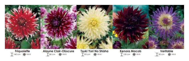 Dalie kaktusowe zestaw 262 cebulki - 5x10 sztuk Wiśniewski