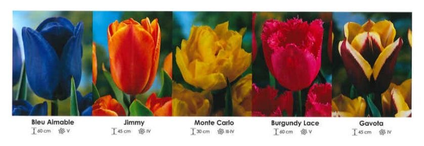 Tulipany mix zestaw 270 Tulipany cebulki 250 sztuk Wiśniewski