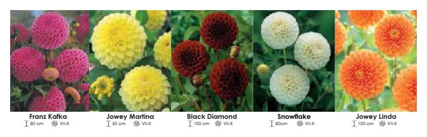 Dalie pomponowe 270 cebulki - 5x10 sztuk Wiśniewski