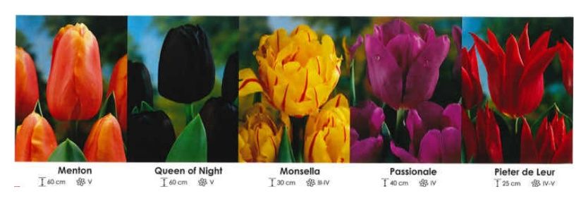 Tulipany mix zestaw 271 cebulki 250 sztuk Wiśniewski