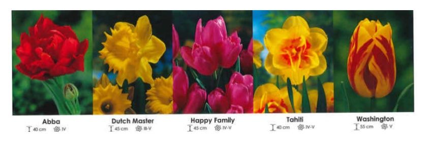 Tulipany + narcyzy zestaw 272 cebulki 250 sztuk Wisniewski