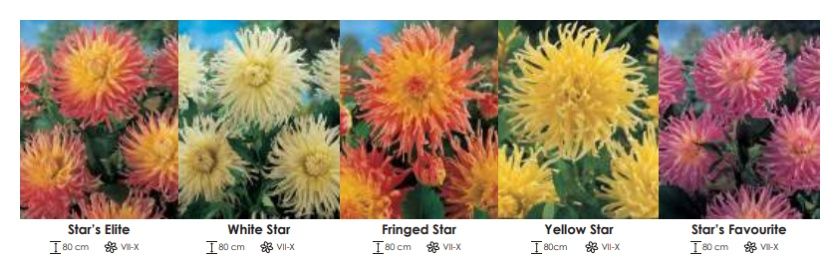 Dalie strzępiaste zestaw 275 cebulki - 5x8 sztuk Wiśniewski