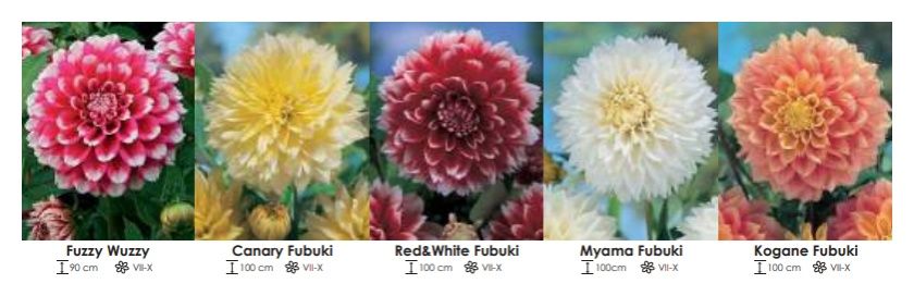 Dalie strzępiaste zestaw 276 cebulki - 5x8 sztuk Wiśniewski