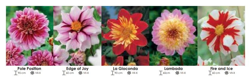 Dalie anemonowe zestaw 277 cebulki - 5x10 sztuk Wiśniewski