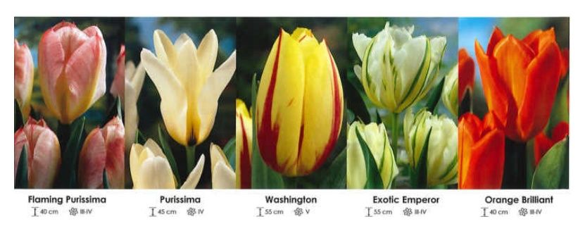 Tulipany mix zestaw 278 cebulki 250 sztuk Wiśniewski