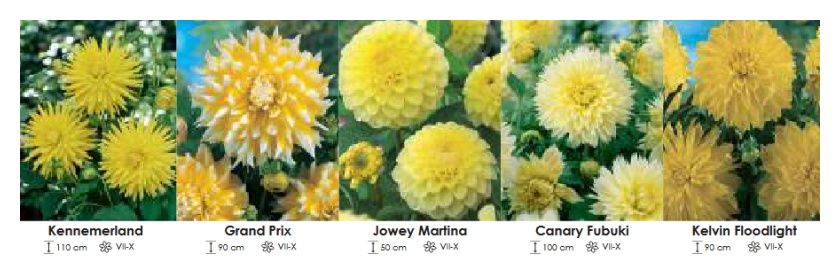 Dalie żółte zestaw 279 cebulki - 5x10 sztuk Wiśniewski