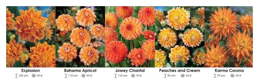 Dalie pomarańczowe zestaw 280 cebulki - 5x10 sztuk Wiśniewski