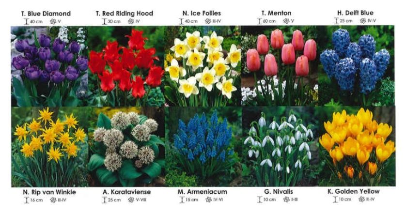 Kwiaty mix zestaw 283 cebulki 315 sztuk Wiśniewski