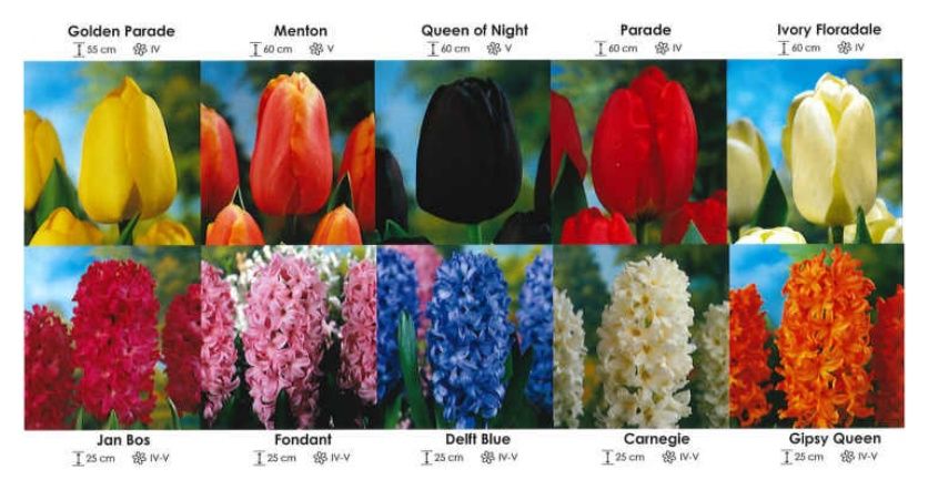 Tulipany i Hiacynty  zestaw 284 cebulki 200 sztuk Wiśniewski