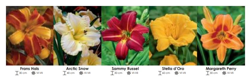 Hemerocallis zestaw 290 cebulki 5x10 sztuk Wiśniewski