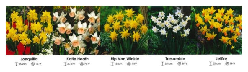 Narcyzy botaniczne zestaw 290 cebulki 150 sztuk Wiśniewski