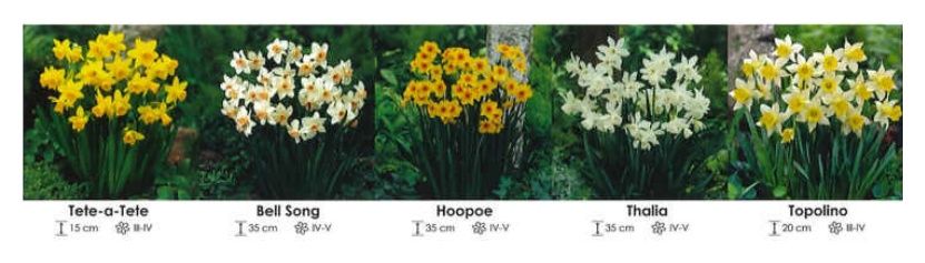 Narcyzy botaniczne zestaw 292 cebulki 150 sztuk Wiśniewski