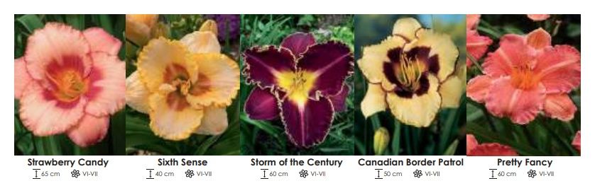 Hemerocallis zestaw 293 cebulki 5x5 sztuk Wiśniewski