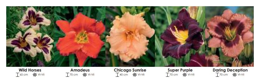 Hemerocallis zestaw 294 cebulki 5x8 sztuk Wiśniewski