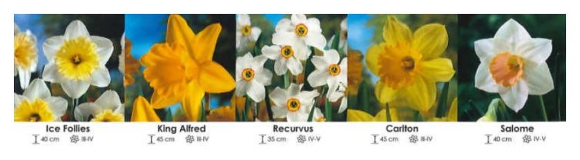 Narcyzy mix zestaw 300 cebulki 5x40 sztuk Wiśniewski