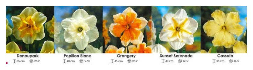 Narcyzy zestaw 301 cebulki 200 sztuk Wiśniewski