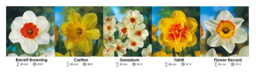 Zestaw cebulek kwiatów narcyzów o wartości 200 sztuk oferowanych w mixie odmian w postaci zestawu 303 proponuje firma Wiśniewski.