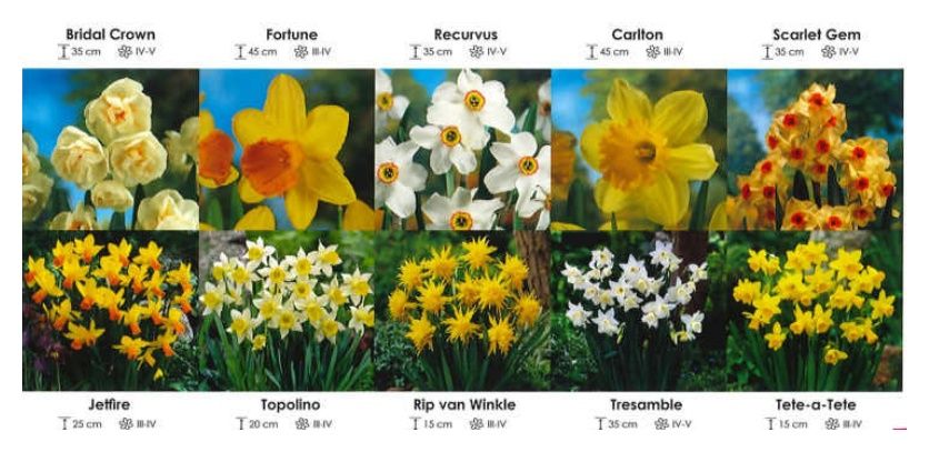 Narcyzy zestaw 305 cebulki 275 sztuk Wiśniewski