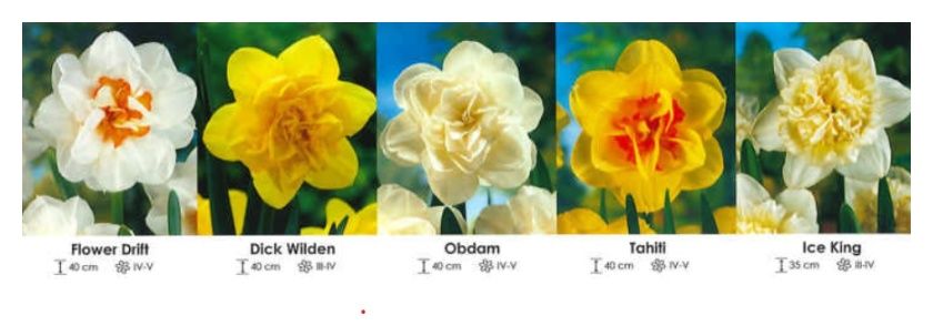 Narcyzy pełne zestaw 310 cebulki 200 sztuk Wiśniewski