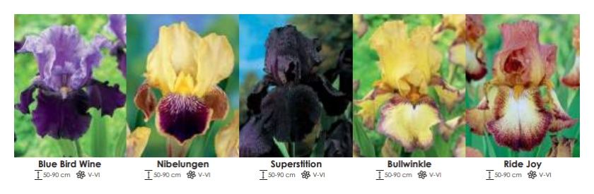 Irysy Germanika zestaw 311 cebulki - 5x10 sztuk Wiśniewski