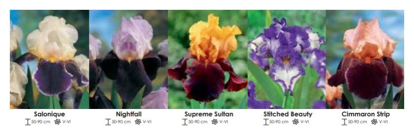 Irysy Germanika zestaw 312 cebulki - 5x10 sztuk Wiśniewski