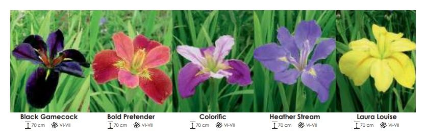 Irysy Louisiana zestaw 315 cebulki - 5x8 sztuk Wiśniewski