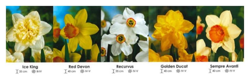 Narcyzy mix zestaw 322 cebulki 5x40 sztuk Wiśniewski