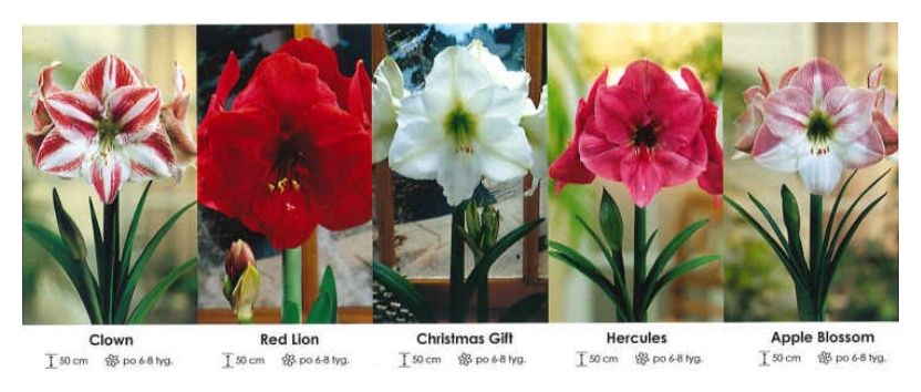 Amarylisy zestaw 330 cebulki - 5x6 sztuk Wiśniewski