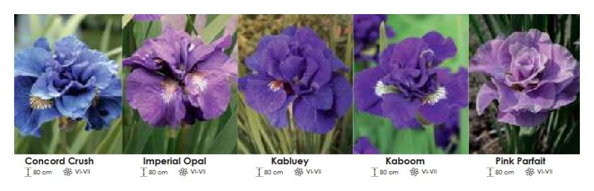 Irys zestaw 331 cebulki - 5x10 sztuk Wiśniewski