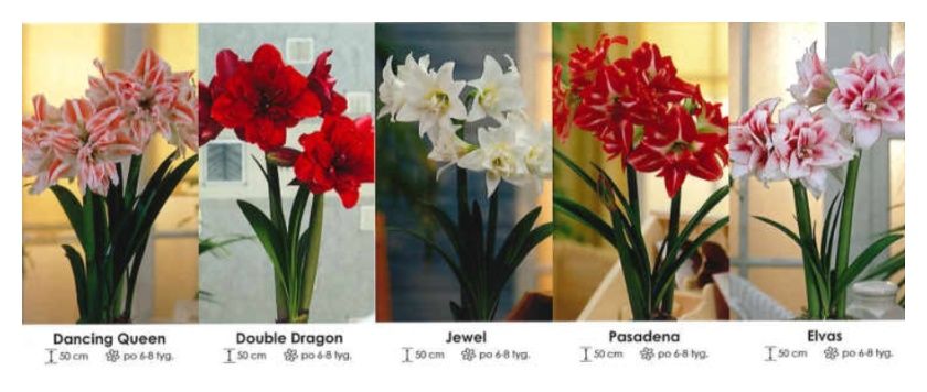 Amarylisy pełne zestaw 340 cebulki - 5x6 sztuk Wiśniewski