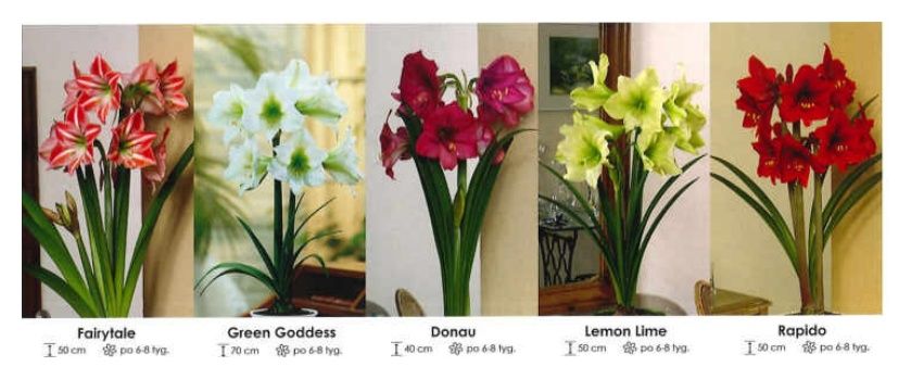 Amarylisy botaniczne zestaw 350 cebulki 5x6 sztuk Wiśniewski
