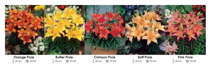 Lilie Pixie zestaw 355 cebulki 5x20 sztuk Wiśniewski