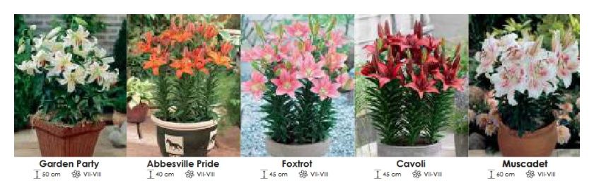 Lilie orientalne zestaw 356 cebulki 5x20 sztuk Wiśniewski