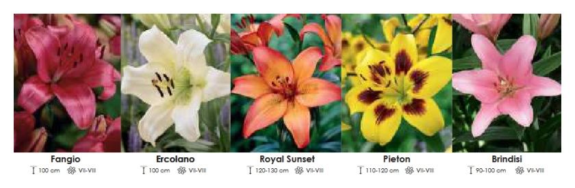 Lilie azjatyckie zestaw 360 cebulki 5x20 sztuk Wiśniewski