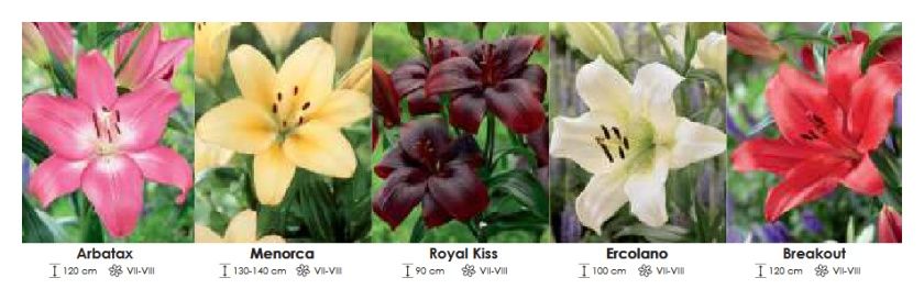 Lilie azjatyckie zestaw 361 cebulki 5x20 sztuk Wiśniewski