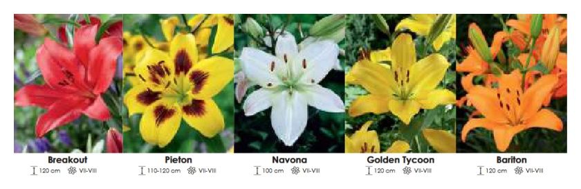 Lilie azjatyckie zestaw 362 cebulki 5x20 sztuk Wiśniewski