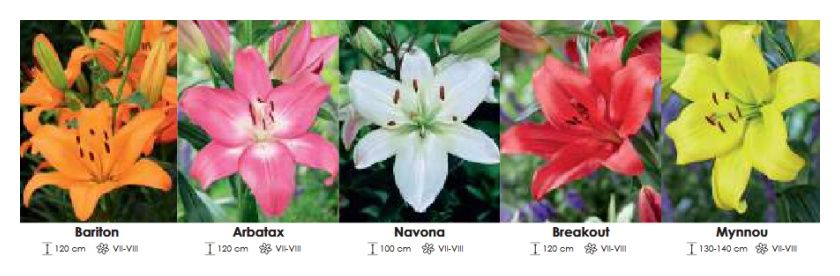 Lilie azjatyckie zestaw 363 cebulki 5x20 sztuk Wiśniewski