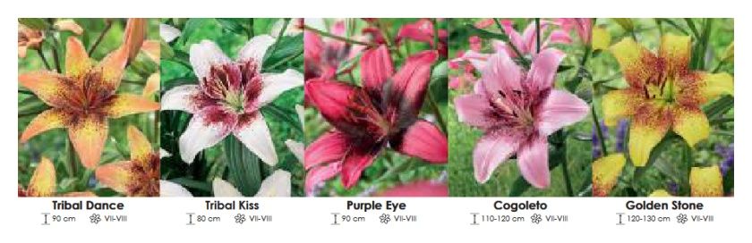 Lilie azjatyckie nakrapiane zestaw 364 cebulki 5x15 sztuk Wiśniewski