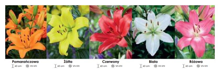 Lilie azjatyckie zestaw 365 cebulki 200 sztuk Wiśniewski