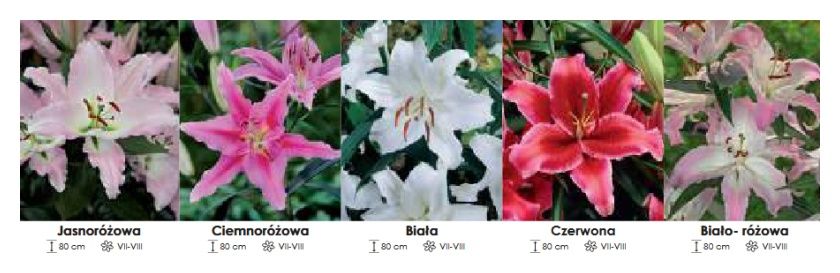 Lilie orientalne zestaw 369 cebulki 200 sztuk Wiśniewski