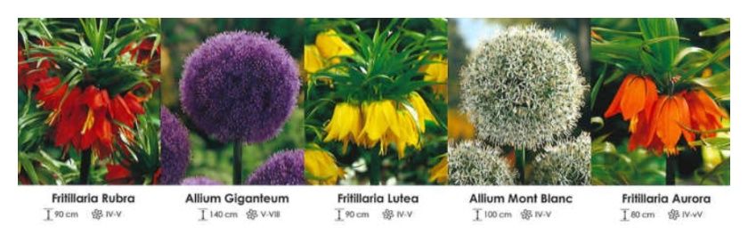 Mix Szachownice i czosnki zestaw 370 cebulki - 5x5 sztuk Wiśniewski