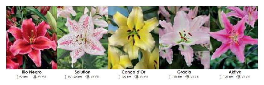 Lilie orientalne zestaw 371 cebulki 5x20 sztuk Wiśniewski