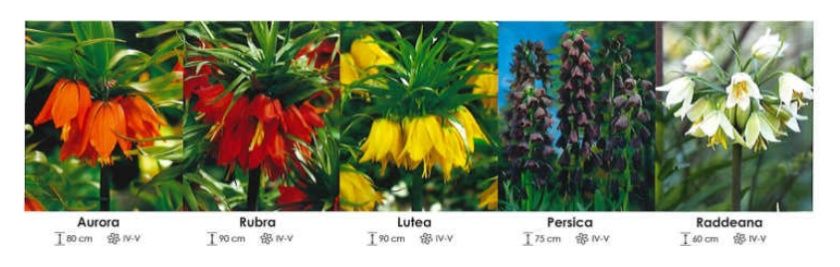 Fritillaria zestaw 372 cebulki 25 sztuk Wiśniewski