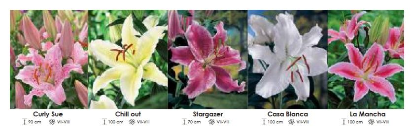 Lilie orientalne zestaw 372 cebulki 5x20 sztuk Wiśniewski