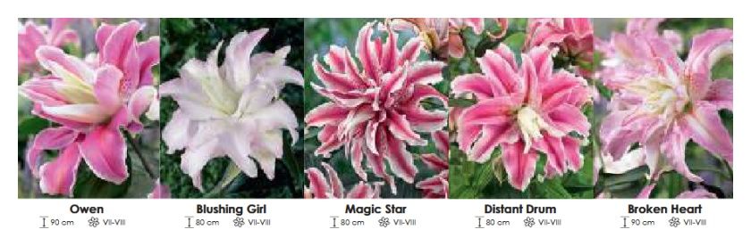 Lilie orientalne pełne zestaw 374 cebulki 5x15 sztuk Wiśniewski