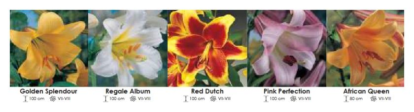 Lilie trąbkowe zestaw 381 cebulki 5x15 sztuk Wiśniewski